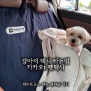 오늘은그루밍 펫택시 | 카카오 펫택시 내돈내산 이용 후기 (카카오펫택시 가격 / 예약방법 /