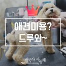 바둑아 사랑해 이미지