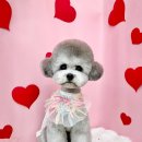 애견미용실 바비펫 이미지