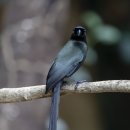 Racket-tailed Treepil 이미지