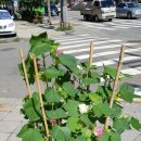 목화약국 이미지