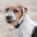 딸기애견 이미지