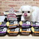 해피하개 | [시저] 행복하개 생일 축하키트