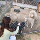 돼지네 울타리 이미지