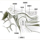 턱관절 복합장애의 진단과 치료(TMJ) 이미지