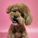 멜팅그루밍 이미지