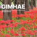 활천꽃무릇숲길(어방동 1077) | 9월여행지추천 김해 꽃무릇 축제 활천 숲길 개화상황 주차장까지