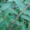 하늘농장2 이미지