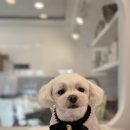 깔꼼 애견미용실 이미지