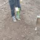 수아농원 이미지