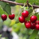 지리산황금농장 이미지