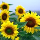 해바라기 이미지