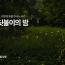 반딧불이 - 중랑구 겸재로30길 33 | 반딧불이