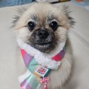 꼬마펫 | 다이소 강아지 목도리 2천원의 행복🐶 양털 색동 펫목도리 밍키 착용 후기