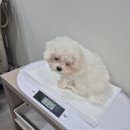 아이콘 동물병원 이미지