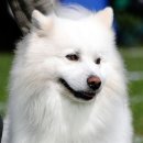 아메리칸 에스키모 도그(American Eskimo Dog) 이미지