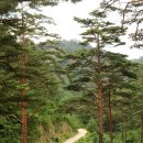 인간과 자연이 함께 걷는 생명의 길 - 울진 금강소나무숲길 이미지