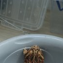 고강동물병원 | 애기진저 동물병원에 가다