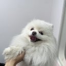 댕블리냥 이미지