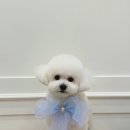 뽀송하개 애견미용 이미지