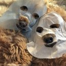 개팔자 상팔자 이미지