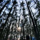 용두해수욕장숲속야영장 이미지