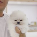 White Pom Pom 이미지
