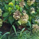 옵타티오펜션 이미지