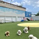 해피멍데이 | 🐾매일 야외 산책&amp;운동장 활동이 있는 해피멍데이 강아지호텔🏡🐶