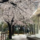CU전주삼천용흥점 | 전주 디드 삼천점 벚꽃뷰 커피 맛집