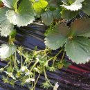 서동순 | 쏘일브릭스 사용후기-딸기