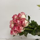 장미농장 | 🌹 집 안에 피어난 작은 행복, 땅심장미 농장직송 생화 장미 후기 ✨