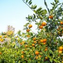 우주농장 이미지