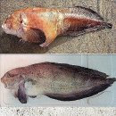 꼼치(물곰) 이미지