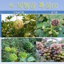 태백산가시오가피