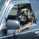 멋진강아지 이미지