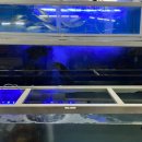 아싸살아있네 이미지