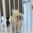 올블링 펫 부티끄 애견용품 이미지