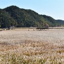 순천만습지 이미지