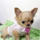 예쁜강쥐 이미지