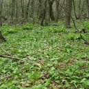 곰배령식당 이미지