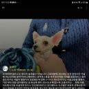 이매 동물병원 | 이매동물병원 , 효과적인 슬개골탈구 관리법