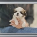 하나행운켄넬 | 경기도광주시츄분양 완전 대박 리얼 후기