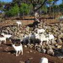 칠갑산 목장 이미지