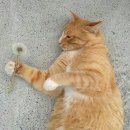 낭만고양이 이미지