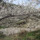 순천향매실마을 이미지