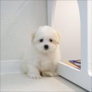 라운지펫 이미지