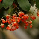 솔리데오 이미지