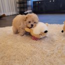 강아지분양 퍼피베이비 이미지