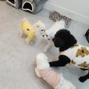 댕댕이 지구대 | 가평 애견호텔 댕댕이지구대 야외옥상과 산책 좋아요